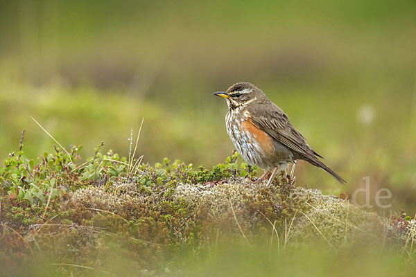 Rotdrossel (Turdus iliacus)