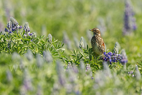 Rotdrossel (Turdus iliacus)