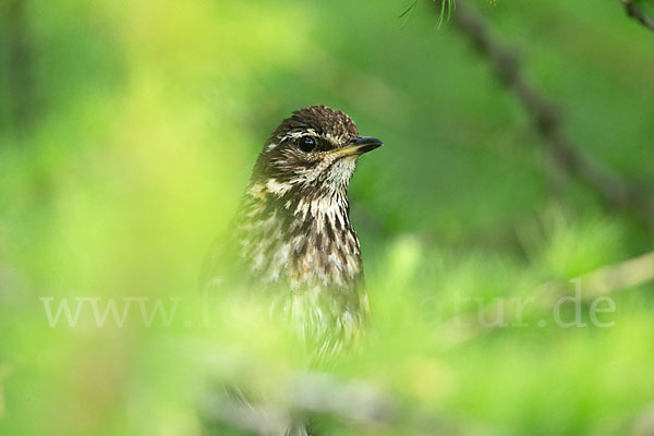 Rotdrossel (Turdus iliacus)