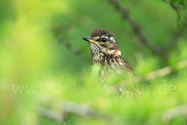 Rotdrossel (Turdus iliacus)