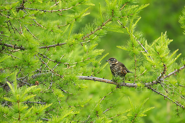 Rotdrossel (Turdus iliacus)