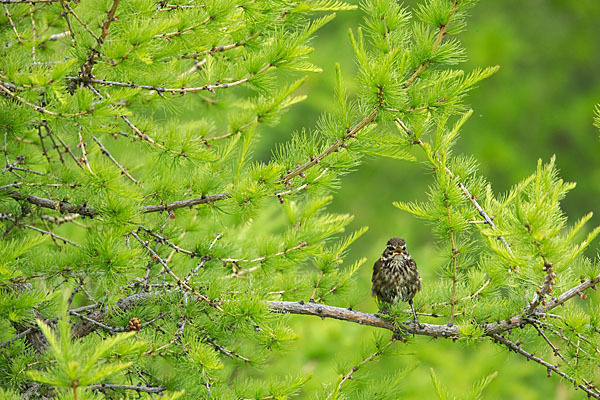 Rotdrossel (Turdus iliacus)