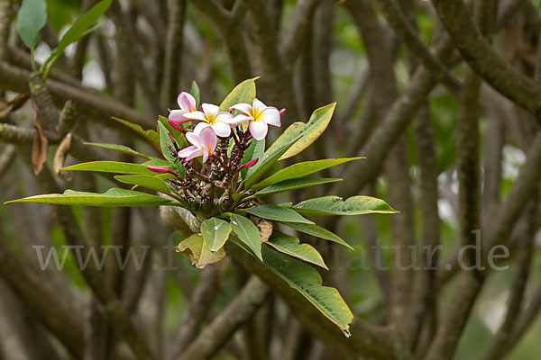 Rote Frangipani (Plumeria rubra)