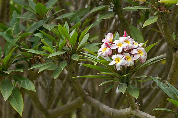 Rote Frangipani (Plumeria rubra)