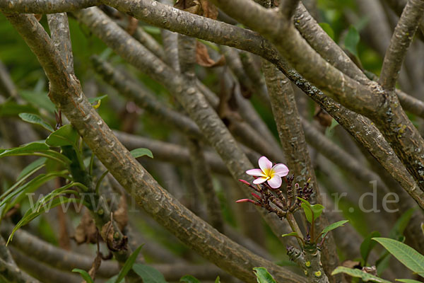 Rote Frangipani (Plumeria rubra)