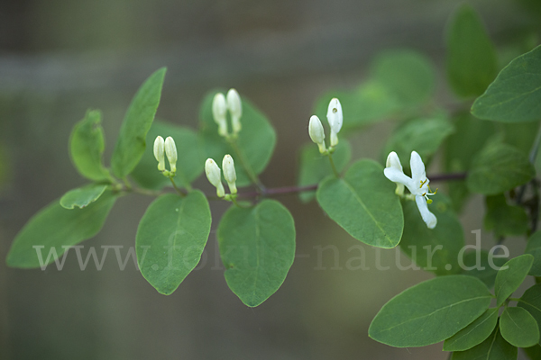 Rote Heckenkirsche (Lonicera xylosteum)