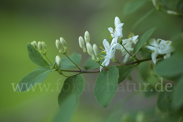 Rote Heckenkirsche (Lonicera xylosteum)