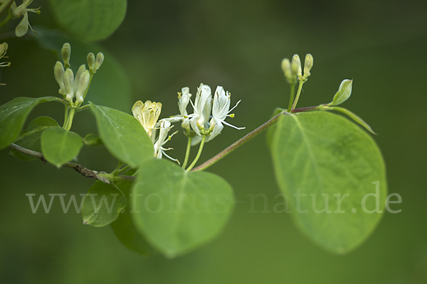 Rote Heckenkirsche (Lonicera xylosteum)