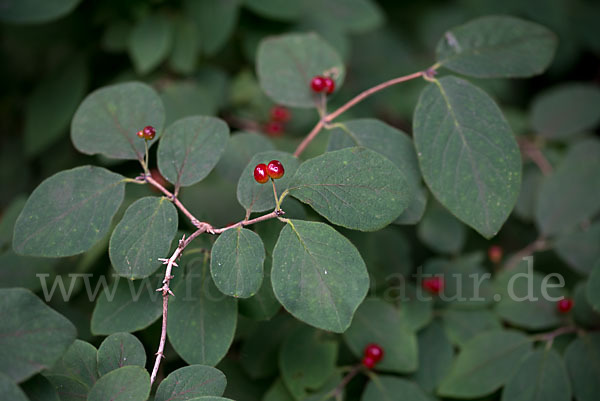 Rote Heckenkirsche (Lonicera xylosteum)