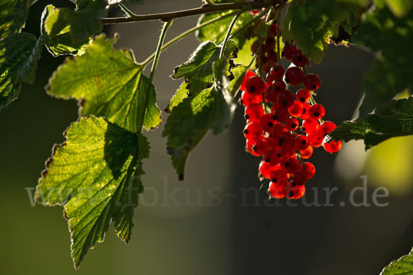 Rote Johannisbeere (Ribes rubrum)