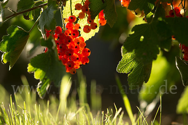 Rote Johannisbeere (Ribes rubrum)