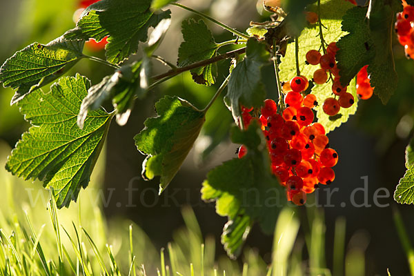 Rote Johannisbeere (Ribes rubrum)