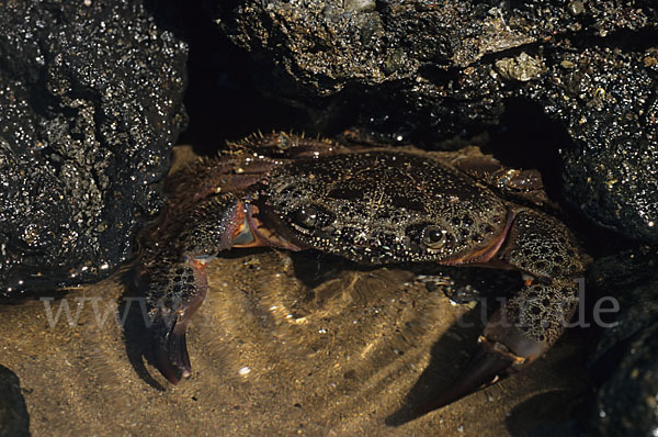 Rote Klippenkrabbe (Crapsus grapsus)