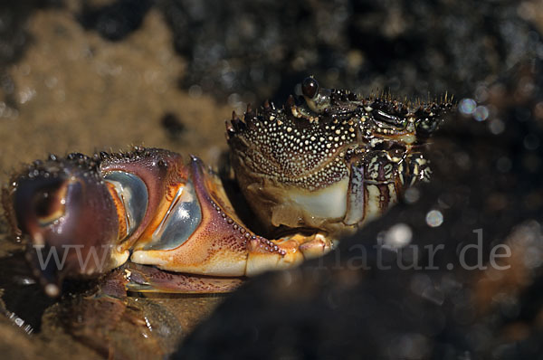 Rote Klippenkrabbe (Crapsus grapsus)