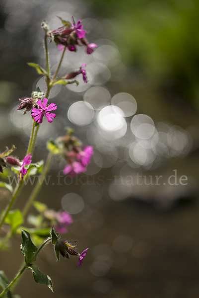 Rote Lichtnelke (Silene dioica)