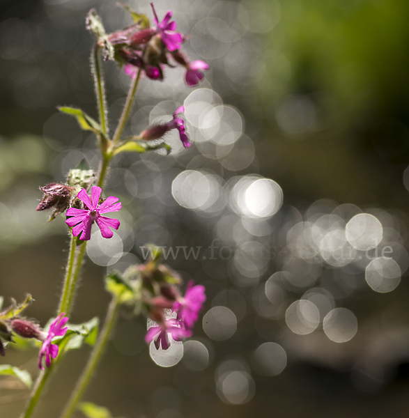 Rote Lichtnelke (Silene dioica)