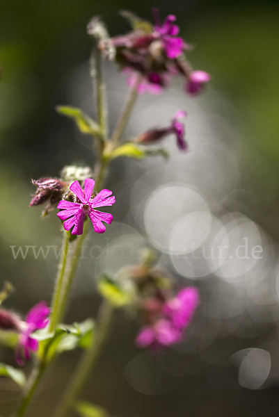 Rote Lichtnelke (Silene dioica)