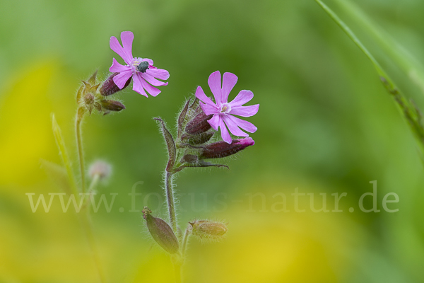 Rote Lichtnelke (Silene dioica)