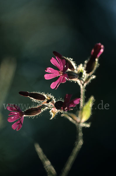 Rote Lichtnelke (Silene dioica)