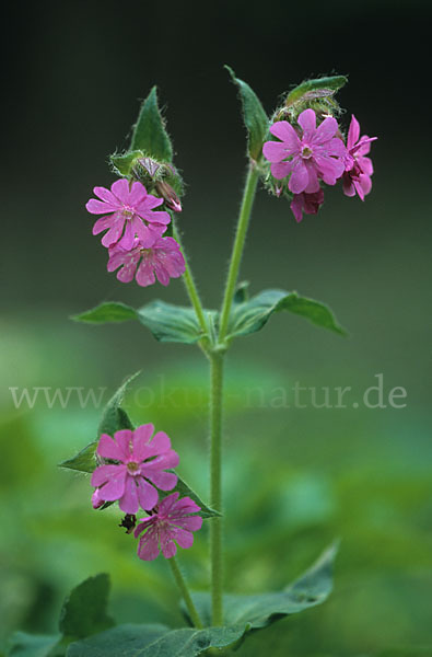 Rote Lichtnelke (Silene dioica)