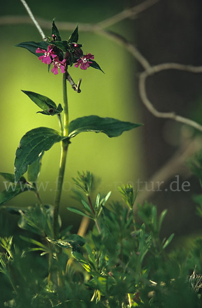 Rote Lichtnelke (Silene dioica)