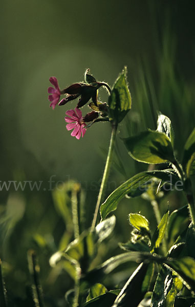 Rote Lichtnelke (Silene dioica)