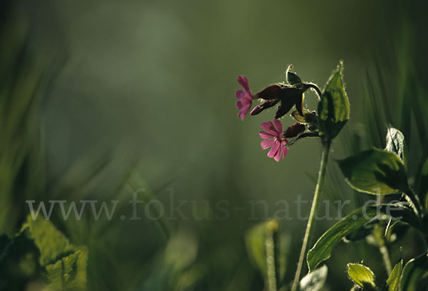 Rote Lichtnelke (Silene dioica)