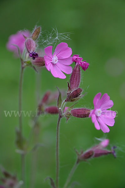 Rote Lichtnelke (Silene dioica)