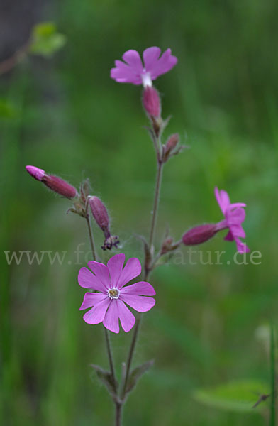 Rote Lichtnelke (Silene dioica)