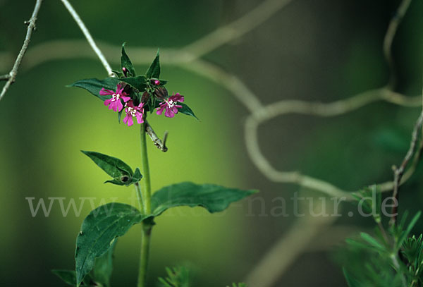 Rote Lichtnelke (Silene dioica)