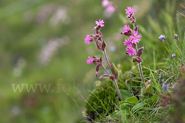 Rote Lichtnelke (Silene dioica)