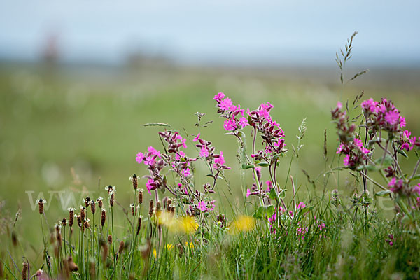 Rote Lichtnelke (Silene dioica)