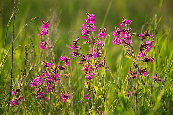 Rote Lichtnelke (Silene dioica)