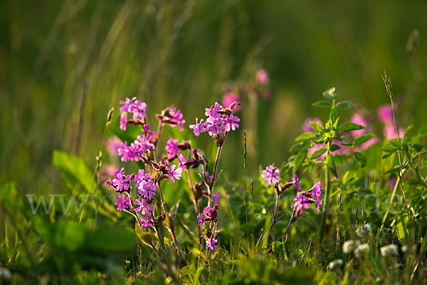 Rote Lichtnelke (Silene dioica)