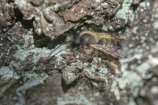 Rote Mauerbiene (Osmia bicornis)