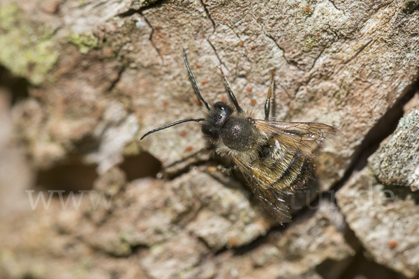 Rote Mauerbiene (Osmia bicornis)