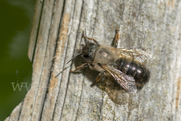 Rote Mauerbiene (Osmia bicornis)