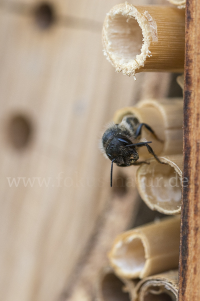 Rote Mauerbiene (Osmia bicornis)