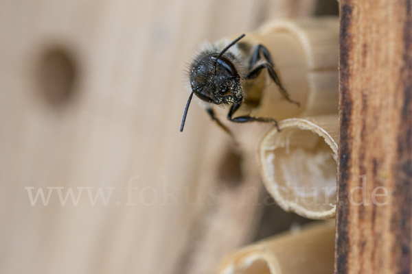 Rote Mauerbiene (Osmia bicornis)