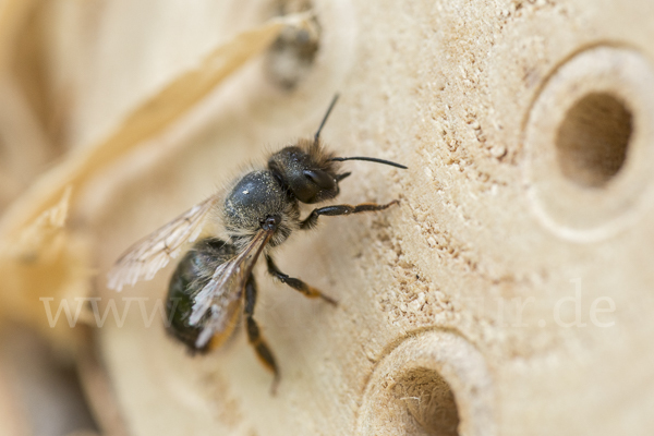 Rote Mauerbiene (Osmia bicornis)