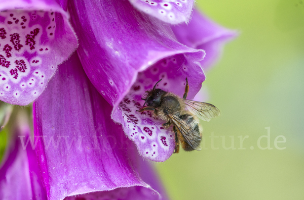 Rote Mauerbiene (Osmia bicornis)