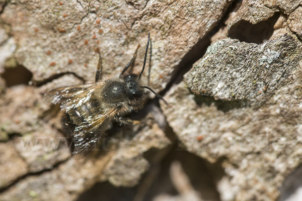 Rote Mauerbiene (Osmia bicornis)