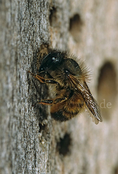 Rote Mauerbiene (Osmia bicornis)