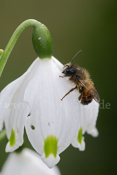 Rote Mauerbiene (Osmia bicornis)