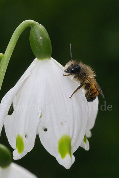 Rote Mauerbiene (Osmia bicornis)