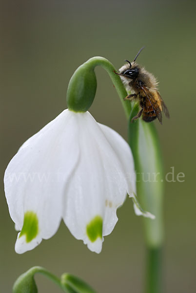 Rote Mauerbiene (Osmia bicornis)