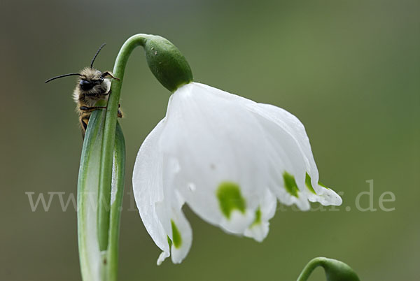 Rote Mauerbiene (Osmia bicornis)