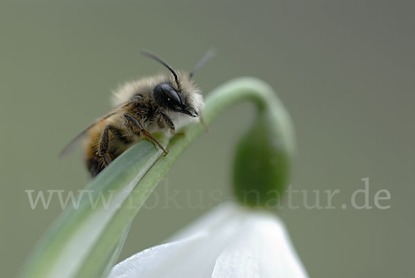 Rote Mauerbiene (Osmia bicornis)