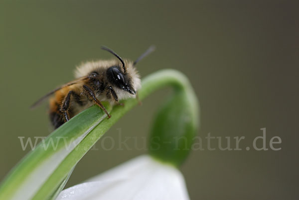 Rote Mauerbiene (Osmia bicornis)