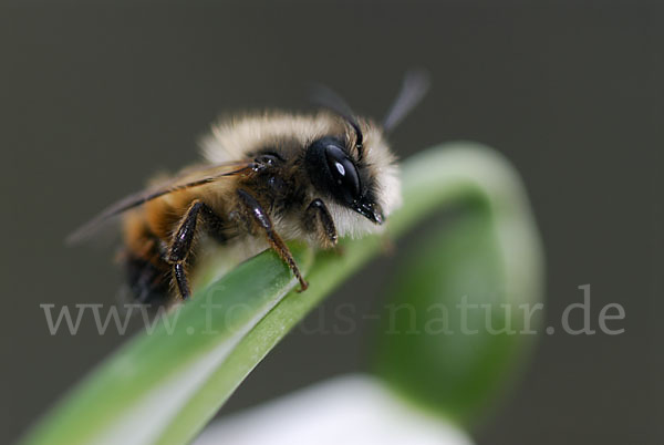 Rote Mauerbiene (Osmia bicornis)